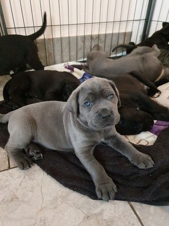 xvgfvdfe fvbfrg Cane Corso Puppies Image eClassifieds4u