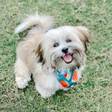 🟥🍁🟥 LOVELY 💗 CANADIAN MALSHI 🐕 PUPPIES 🟥🍁🟥