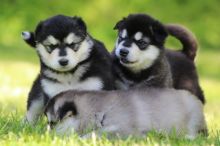 Alaskan Malmute Puppies