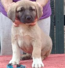 Anatolin Shepherd puppies