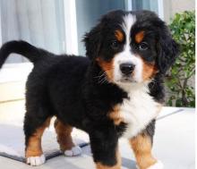 Bernese Mountain Dog puppie