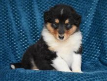 Collie Puppies