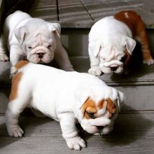 English Bulldog puppies ready