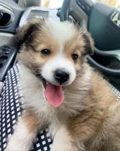 🟥🍁🟥 HEALTHY CANADIAN 💗 MALE/FEMALE SHELTIE PUPPIES 🟥🍁🟥
