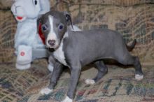 Italian Greyhound puppies