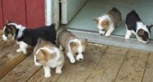 Pembroke Welsh Corgi Puppies for adoption