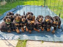 Rottweiler puppies ready no.