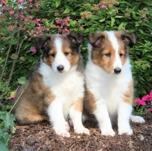 Sheltie Puppies