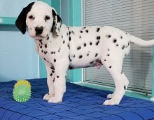 Top of the line exceptional Dalmatian puppies.