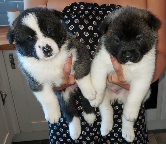 Akita Puppies for adoption Image eClassifieds4u