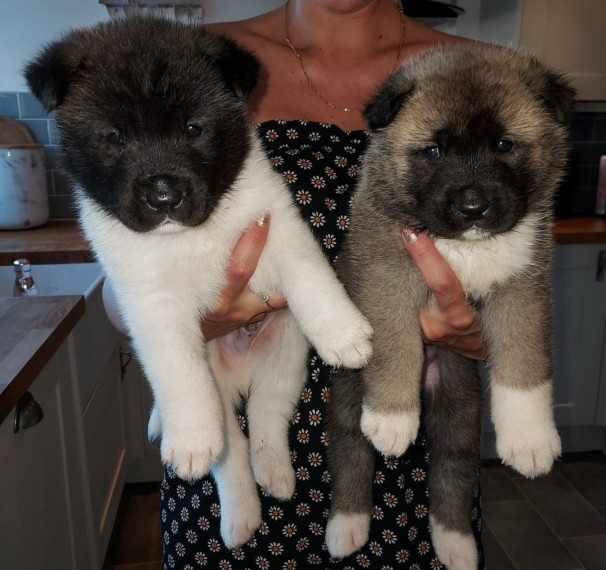 Akita Puppies for adoption Image eClassifieds4u