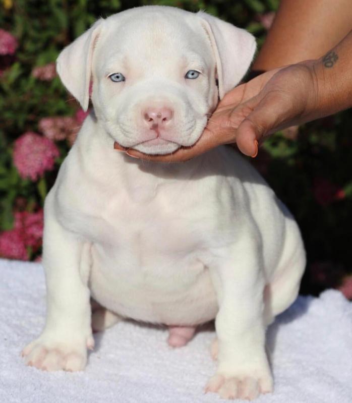American Pitt Bull Terrier puppies Image eClassifieds4u