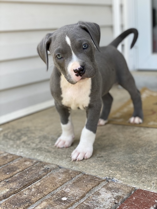 American Pitt Bull Terrier puppies Image eClassifieds4u