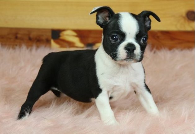 Boston Terrier puppies Image eClassifieds4u