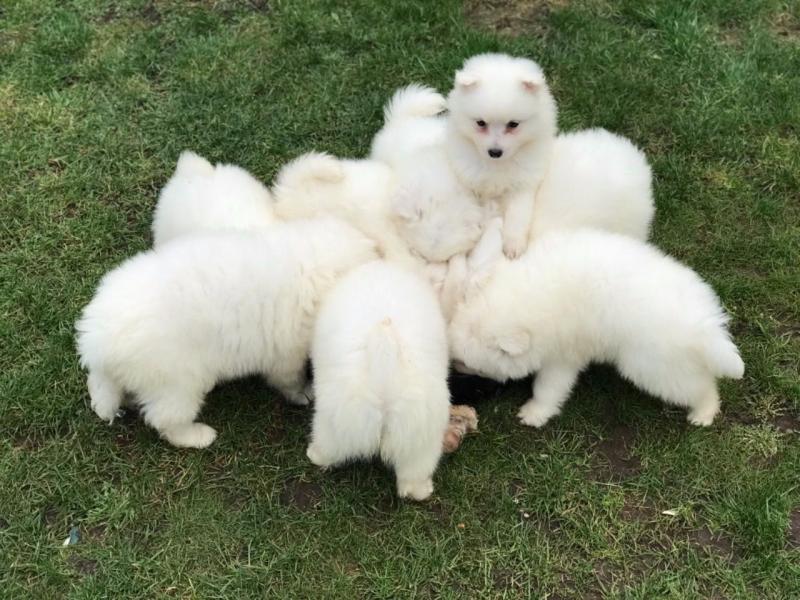 Japanese Splitz puppies Image eClassifieds4u
