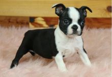 Boston Terrier puppies Image eClassifieds4U