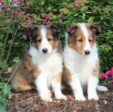Sheltie Puppies Image eClassifieds4U