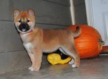 Shiba Inu Puppies available Image eClassifieds4U