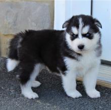 Siberian husky puppies**Black and white Image eClassifieds4U