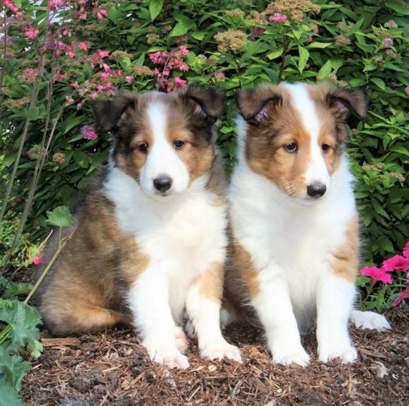 Sheltie Puppies Image eClassifieds4u