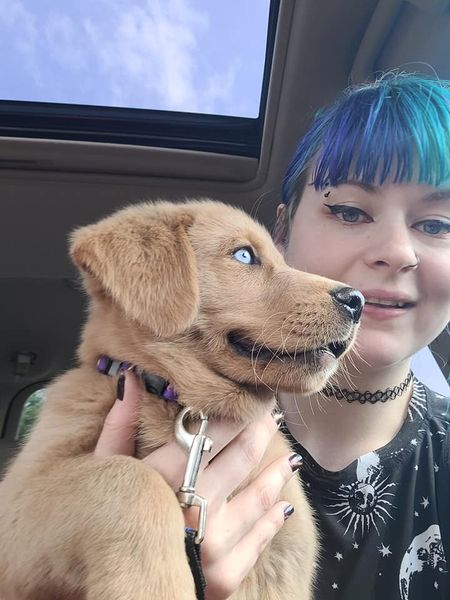 Male and female Golden Retriever contact us at kb4746965@gmail.com Image eClassifieds4u