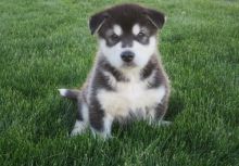 We have 2 beautiful AKC purebred Alaskan Malamute puppies for adoption.