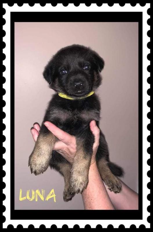 3 Purebred German Shepherd Puppies Image eClassifieds4u