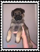 3 Purebred German Shepherd Puppies Image eClassifieds4u 2