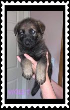 3 Purebred German Shepherd Puppies Image eClassifieds4u 1