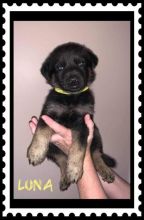 3 Purebred German Shepherd Puppies Image eClassifieds4u 3