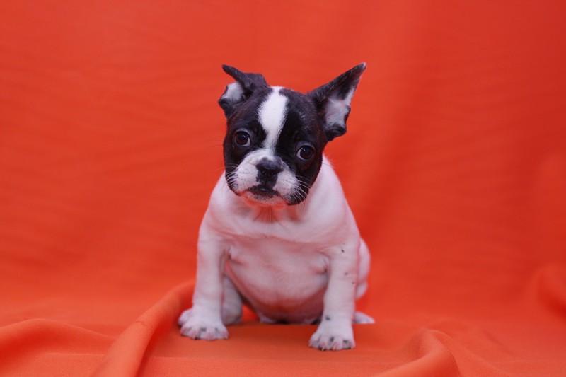 We have male and Female French Bulldog Image eClassifieds4u