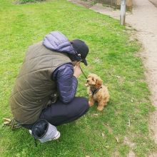 Lovely Cavapoo puppies