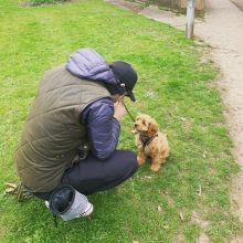 male and female Cavapoo Puppies for adoption