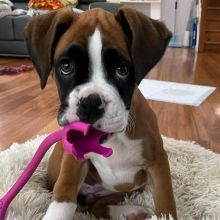 two beautiful Boxer puppies