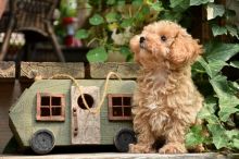 Teacup Poodle Image eClassifieds4u 2