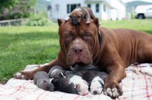 XXL American Bully puppies #Medicine Hat# ☎️(778) 771-5160 Image eClassifieds4u 1