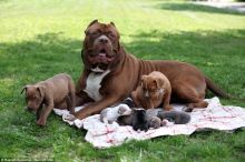 XXL American Bully puppies #Prince George#text☎️(778) 771-5160 Image eClassifieds4u 1