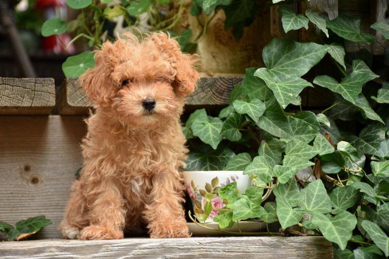Teacup Poodle Image eClassifieds4u