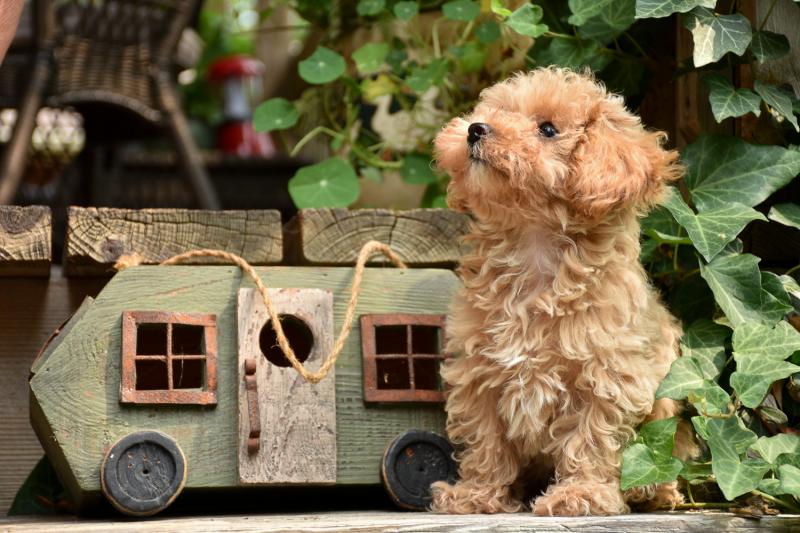 Teacup Poodle Image eClassifieds4u