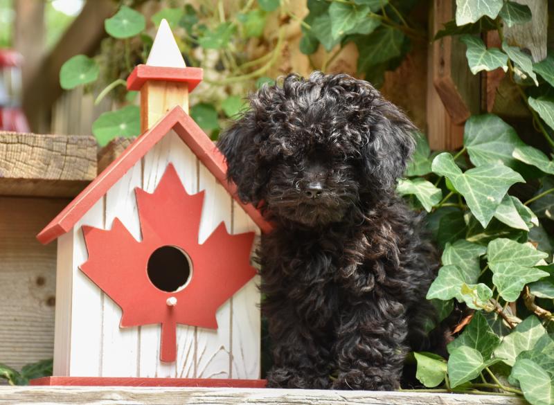 Teacup Poodle Image eClassifieds4u