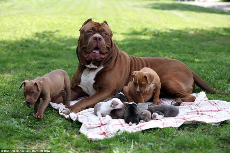 XXL American Bully puppies #Medicine Hat# ☎️(778) 771-5160 Image eClassifieds4u