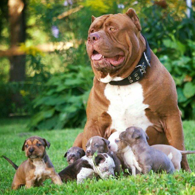 XXL American Bully puppies #Red Deer#text☎️(778) 771-5160 Image eClassifieds4u