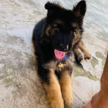 Home trained Male and Female German Shepherd puppies
