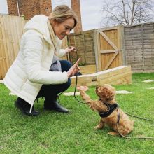 Registered Cavapoo puppies for adoption