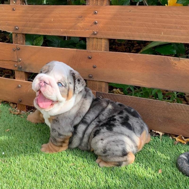 English Bulldog Puppies Available Image eClassifieds4u