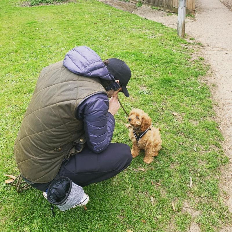 Gorgeous Cavapoo Puppies Image eClassifieds4u