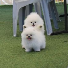 cute pomeranian puppies for rehoming Image eClassifieds4U