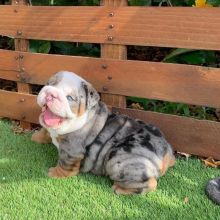 English Bulldog Puppies Available Image eClassifieds4U