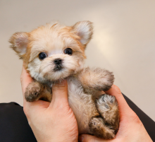 Morkie puppies available Image eClassifieds4u 3