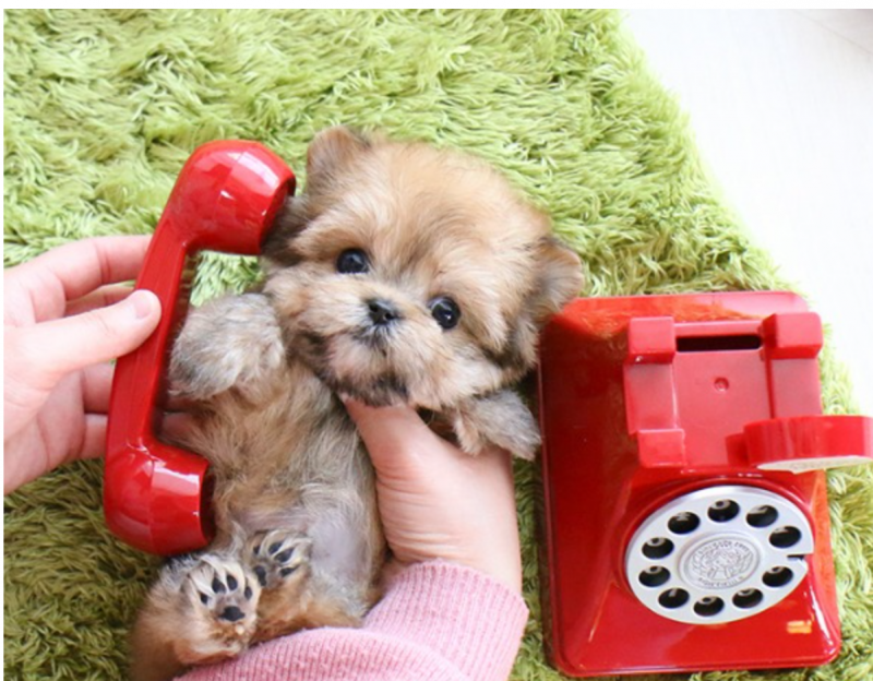 Morkie puppies available Image eClassifieds4u